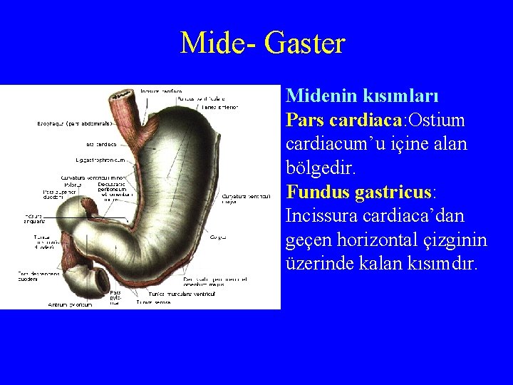 Mide- Gaster Midenin kısımları Pars cardiaca: Ostium cardiacum’u içine alan bölgedir. Fundus gastricus: Incissura