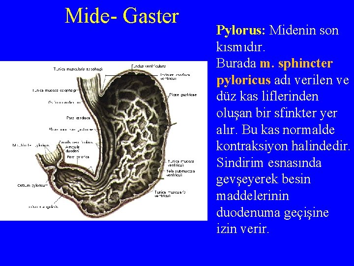 Mide- Gaster Pylorus: Midenin son kısmıdır. Burada m. sphincter pyloricus adı verilen ve düz