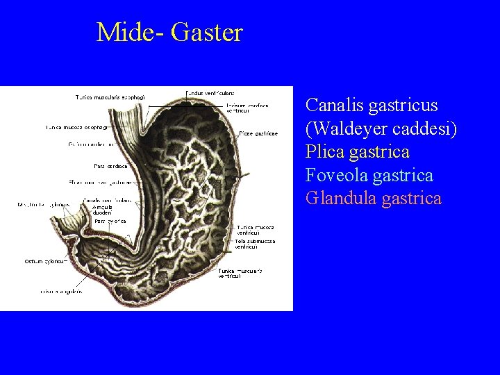 Mide- Gaster Canalis gastricus (Waldeyer caddesi) Plica gastrica Foveola gastrica Glandula gastrica 