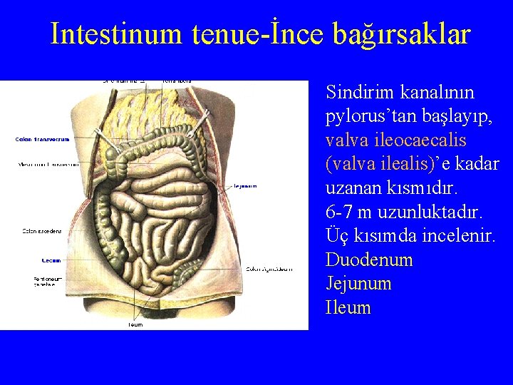 Intestinum tenue-İnce bağırsaklar Sindirim kanalının pylorus’tan başlayıp, valva ileocaecalis (valva ilealis)’e kadar uzanan kısmıdır.