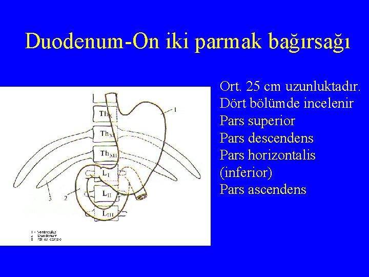 Duodenum-On iki parmak bağırsağı Ort. 25 cm uzunluktadır. Dört bölümde incelenir Pars superior Pars