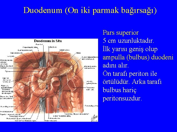 Duodenum (On iki parmak bağırsağı) Pars superior 5 cm uzunluktadır. İlk yarısı geniş olup