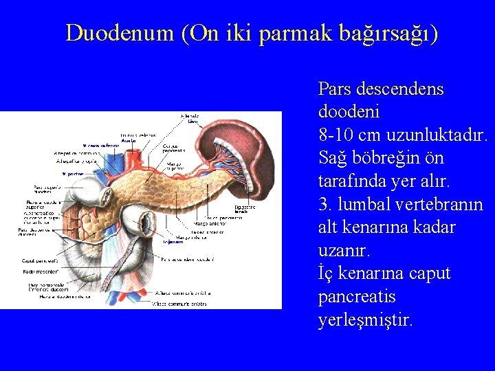 Duodenum (On iki parmak bağırsağı) Pars descendens doodeni 8 -10 cm uzunluktadır. Sağ böbreğin