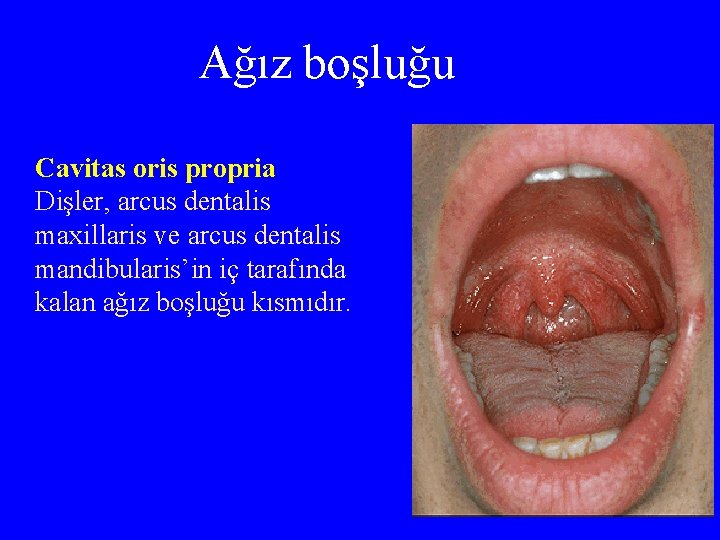 Ağız boşluğu Cavitas oris propria Dişler, arcus dentalis maxillaris ve arcus dentalis mandibularis’in iç