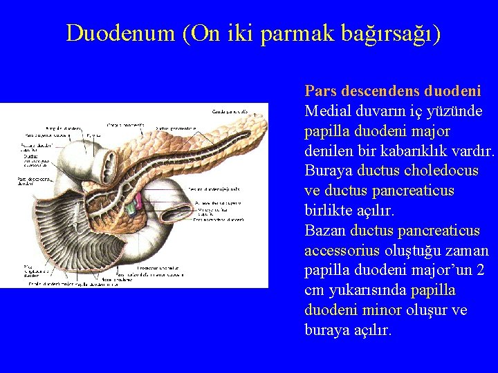 Duodenum (On iki parmak bağırsağı) Pars descendens duodeni Medial duvarın iç yüzünde papilla duodeni