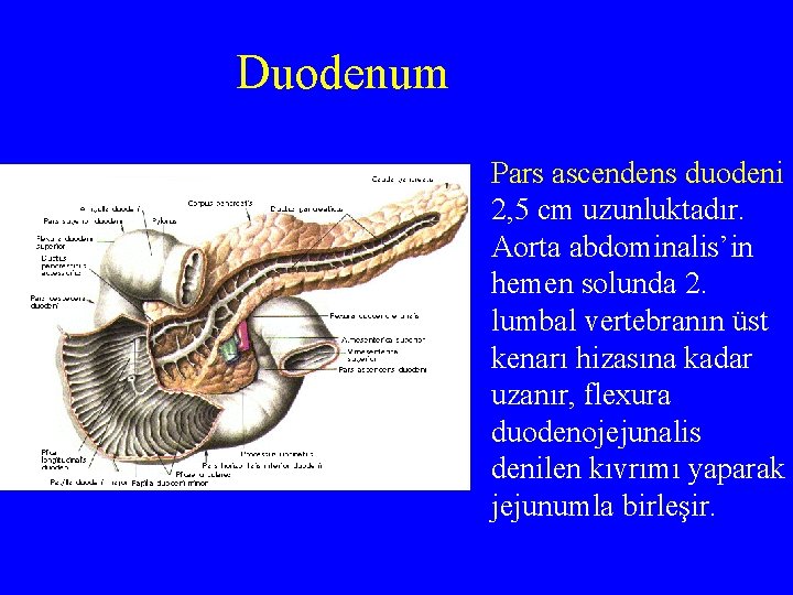 Duodenum Pars ascendens duodeni 2, 5 cm uzunluktadır. Aorta abdominalis’in hemen solunda 2. lumbal