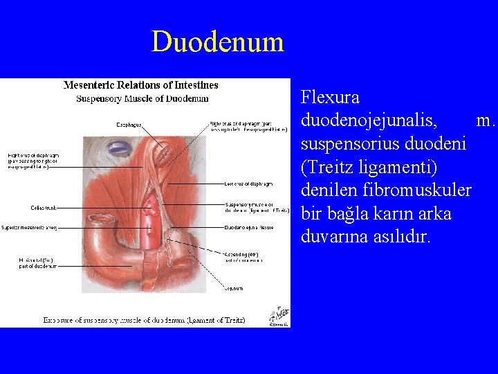 Duodenum Flexura duodenojejunalis, m. suspensorius duodeni (Treitz ligamenti) denilen fibromuskuler bir bağla karın arka
