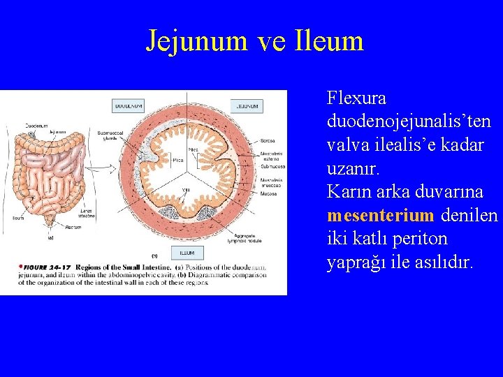 Jejunum ve Ileum Flexura duodenojejunalis’ten valva ilealis’e kadar uzanır. Karın arka duvarına mesenterium denilen