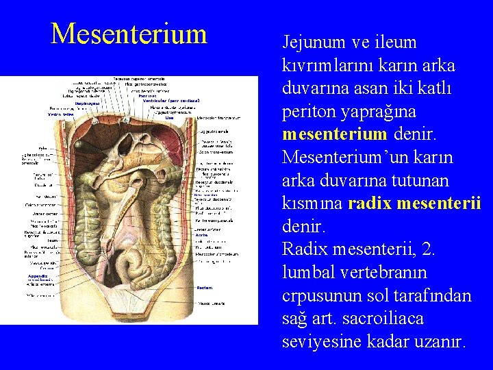 Mesenterium Jejunum ve ileum kıvrımlarını karın arka duvarına asan iki katlı periton yaprağına mesenterium