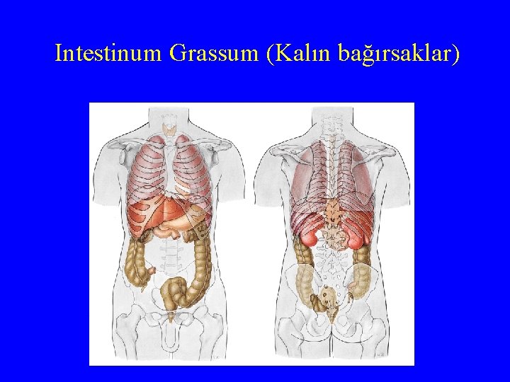 Intestinum Grassum (Kalın bağırsaklar) 