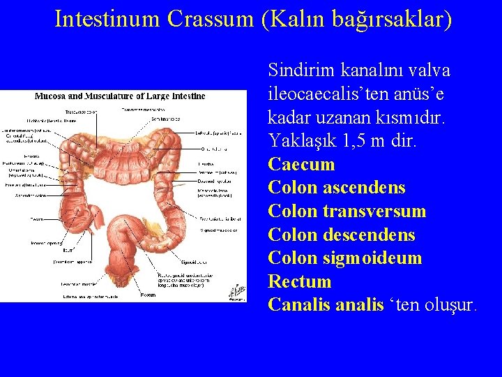 Intestinum Crassum (Kalın bağırsaklar) Sindirim kanalını valva ileocaecalis’ten anüs’e kadar uzanan kısmıdır. Yaklaşık 1,