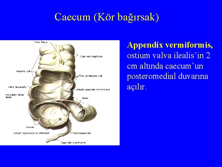 Caecum (Kör bağırsak) Appendix vermiformis, ostium valva ilealis’in 2 cm altında caecum’un posteromedial duvarına