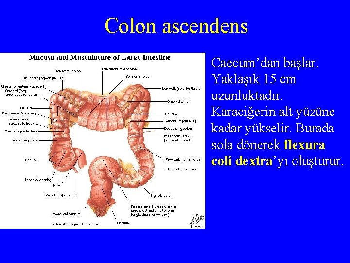 Colon ascendens Caecum’dan başlar. Yaklaşık 15 cm uzunluktadır. Karaciğerin alt yüzüne kadar yükselir. Burada