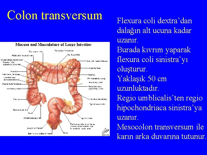 Colon transversum Flexura coli dextra’dan dalağın alt ucuna kadar uzanır. Burada kıvrım yaparak flexura