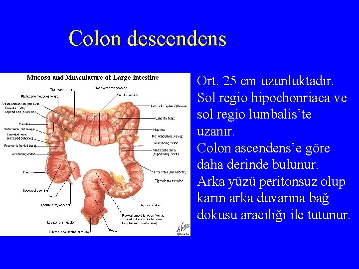 Colon descendens Ort. 25 cm uzunluktadır. Sol regio hipochonriaca ve sol regio lumbalis’te uzanır.