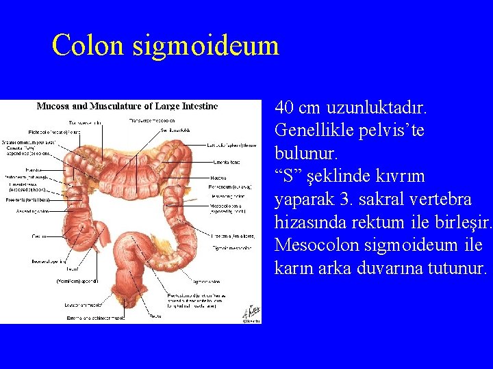 Colon sigmoideum 40 cm uzunluktadır. Genellikle pelvis’te bulunur. “S” şeklinde kıvrım yaparak 3. sakral