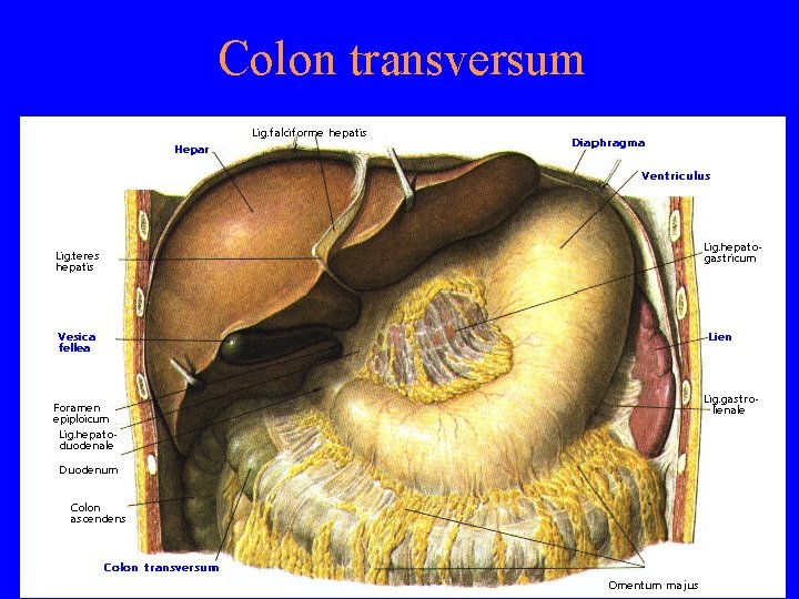 Colon transversum 