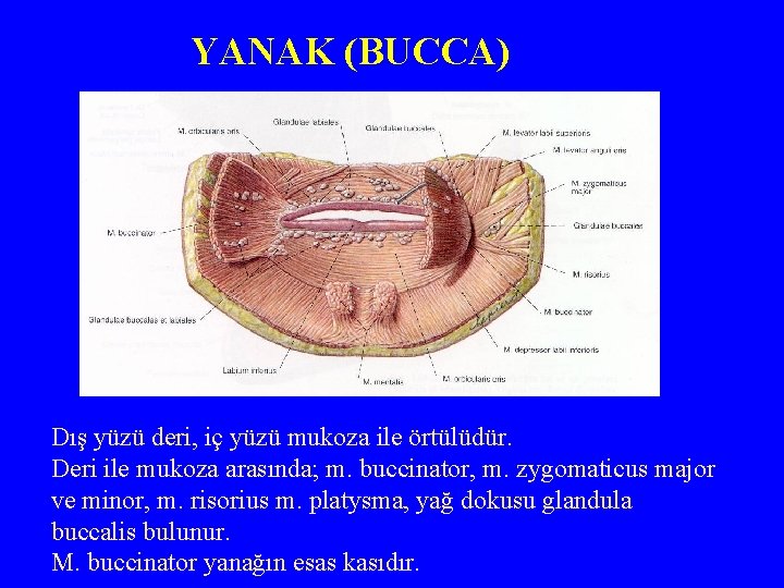 YANAK (BUCCA) Dış yüzü deri, iç yüzü mukoza ile örtülüdür. Deri ile mukoza arasında;