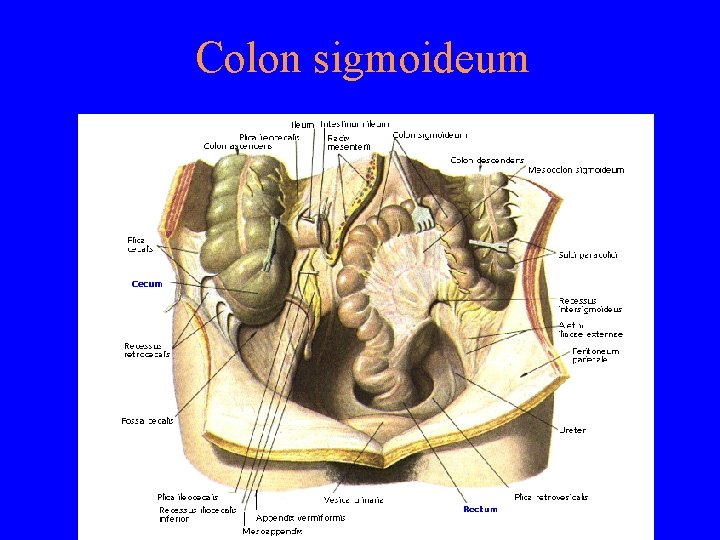 Colon sigmoideum 