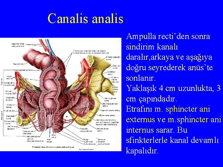 Canalis Ampulla recti’den sonra sindirim kanalı daralır, arkaya ve aşağıya doğru seyrederek anüs’te sonlanır.