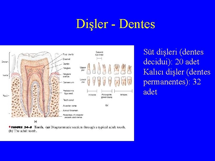 Dişler - Dentes Süt dişleri (dentes decidui): 20 adet Kalıcı dişler (dentes permanentes): 32