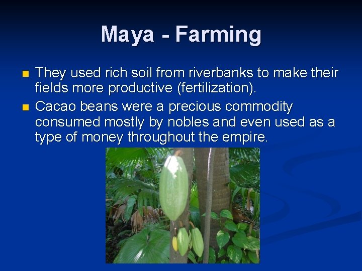 Maya - Farming n n They used rich soil from riverbanks to make their