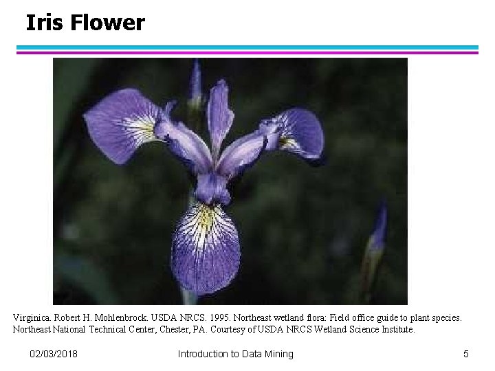 Iris Flower Virginica. Robert H. Mohlenbrock. USDA NRCS. 1995. Northeast wetland flora: Field office