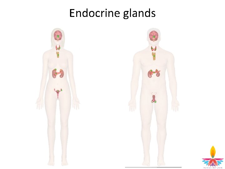 Endocrine glands 