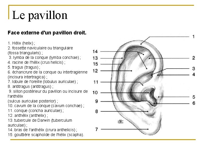 Le pavillon Face externe d'un pavillon droit. 1. Hélix (helix) ; 2. fossette naviculaire