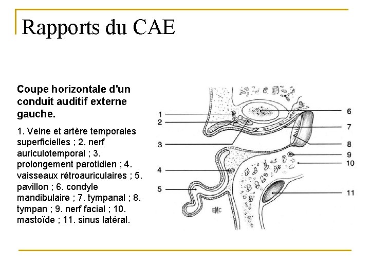 Rapports du CAE Coupe horizontale d'un conduit auditif externe gauche. 1. Veine et artère