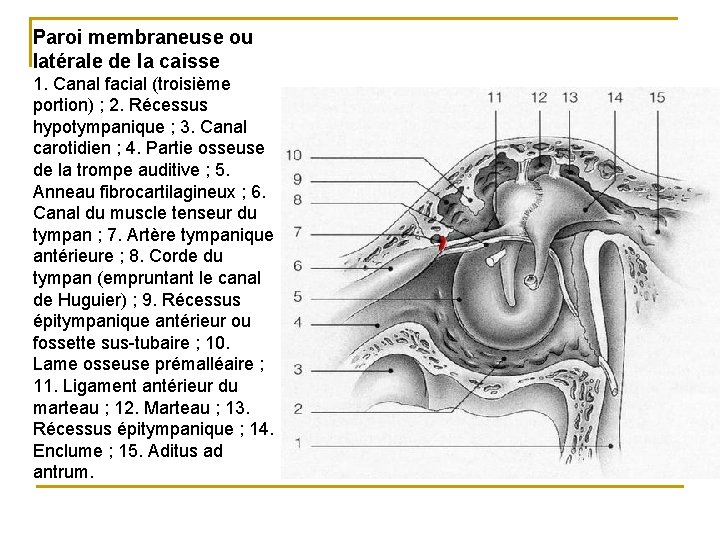 Paroi membraneuse ou latérale de la caisse 1. Canal facial (troisième portion) ; 2.