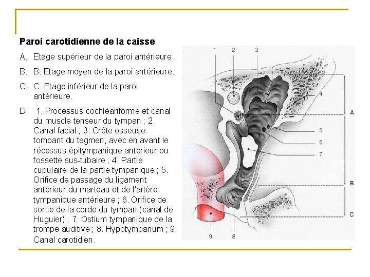 Paroi carotidienne de la caisse. A. Etage supérieur de la paroi antérieure. B. B.