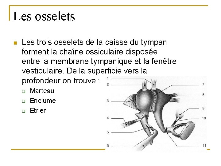 Les osselets n Les trois osselets de la caisse du tympan forment la chaîne