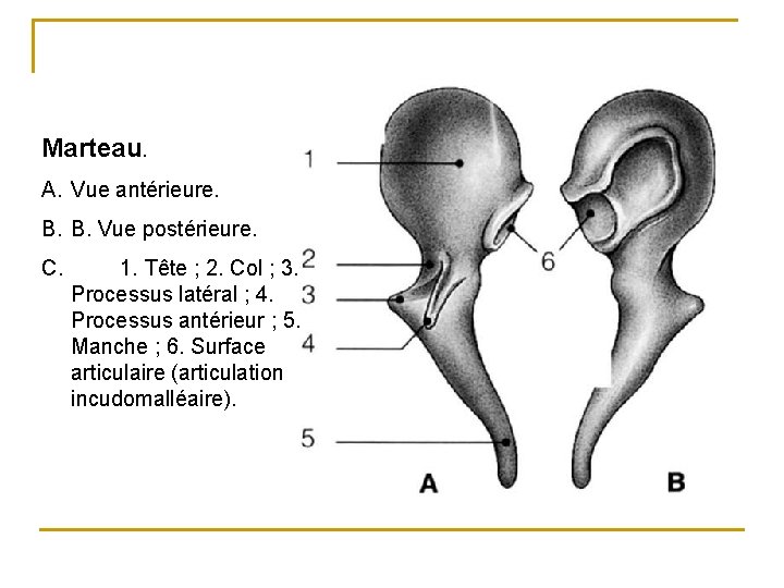 Marteau. A. Vue antérieure. B. B. Vue postérieure. C. 1. Tête ; 2. Col