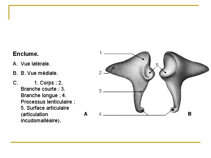 Enclume. A. Vue latérale. B. B. Vue médiale. C. 1. Corps ; 2. Branche