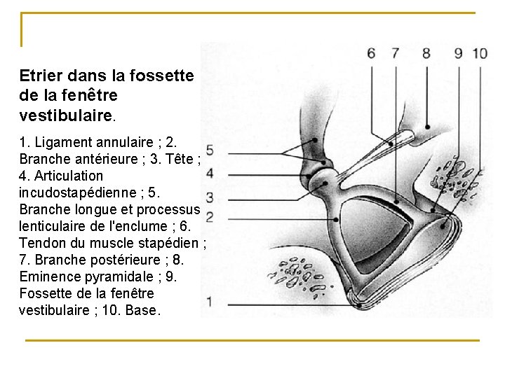 Etrier dans la fossette de la fenêtre vestibulaire. 1. Ligament annulaire ; 2. Branche