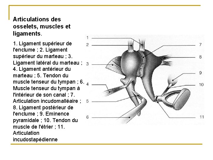 Articulations des osselets, muscles et ligaments. 1. Ligament supérieur de l'enclume ; 2. Ligament