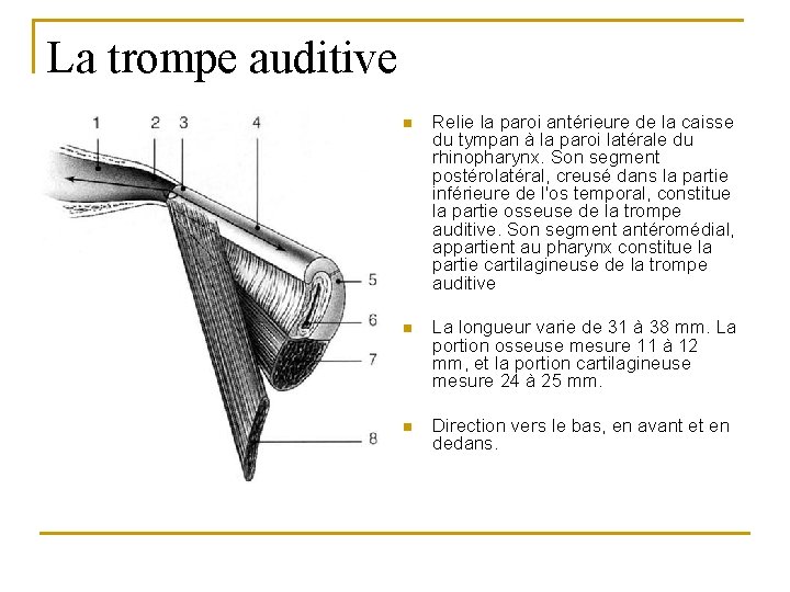 La trompe auditive n Relie la paroi antérieure de la caisse du tympan à