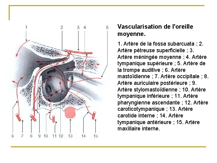 Vascularisation de l'oreille moyenne. 1. Artère de la fossa subarcuata ; 2. Artère pétreuse