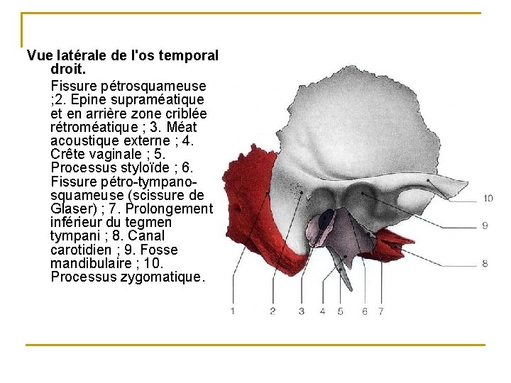 Vue latérale de l'os temporal droit. Fissure pétrosquameuse ; 2. Epine supraméatique et en