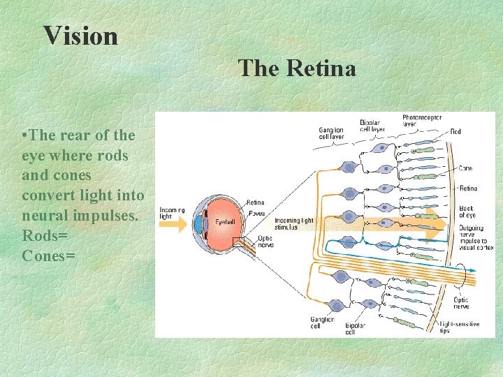 Vision The Retina • The rear of the eye where rods and cones convert Vision The Retina • The rear of the eye where rods and cones convert