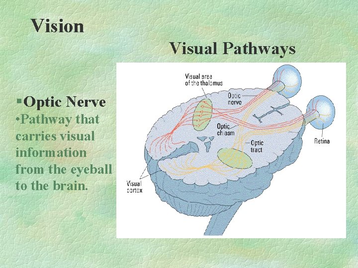 Vision Visual Pathways § Optic Nerve • Pathway that carries visual information from the Vision Visual Pathways § Optic Nerve • Pathway that carries visual information from the