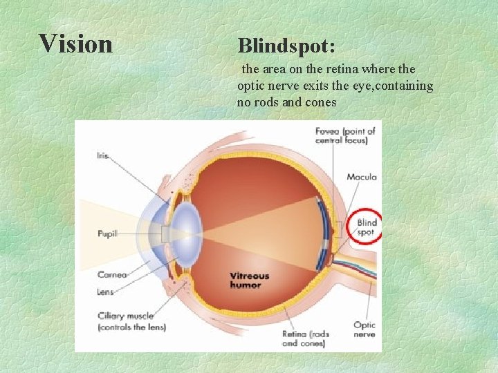 Vision Blindspot: the area on the retina where the optic nerve exits the eye, Vision Blindspot: the area on the retina where the optic nerve exits the eye,