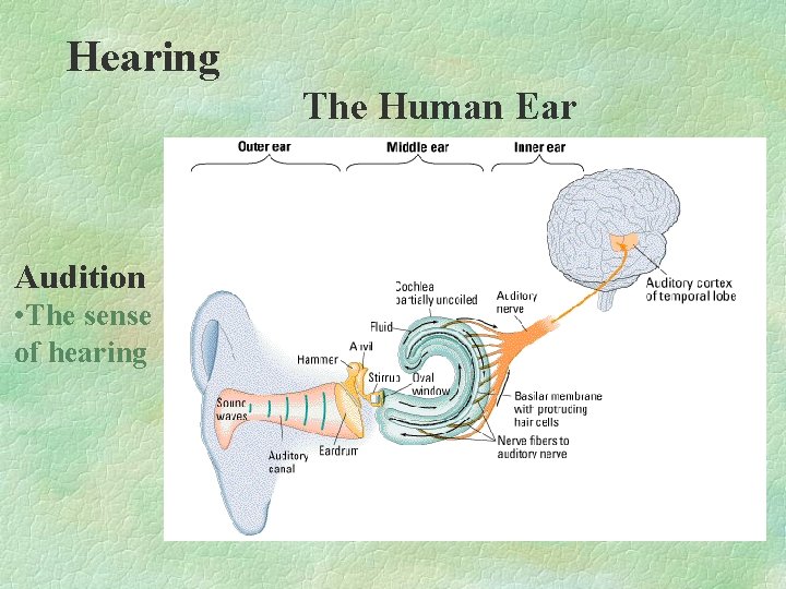 Hearing The Human Ear Audition • The sense of hearing Hearing The Human Ear Audition • The sense of hearing