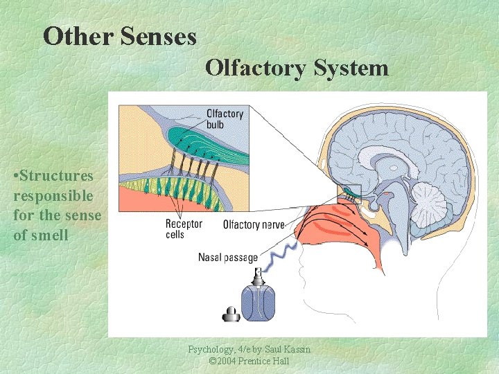 Other Senses Olfactory System • Structures responsible for the sense of smell Psychology, 4/e Other Senses Olfactory System • Structures responsible for the sense of smell Psychology, 4/e