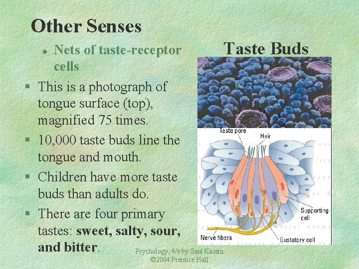Other Senses Nets of taste-receptor Taste cells This is a photograph of tongue surface Other Senses Nets of taste-receptor Taste cells This is a photograph of tongue surface
