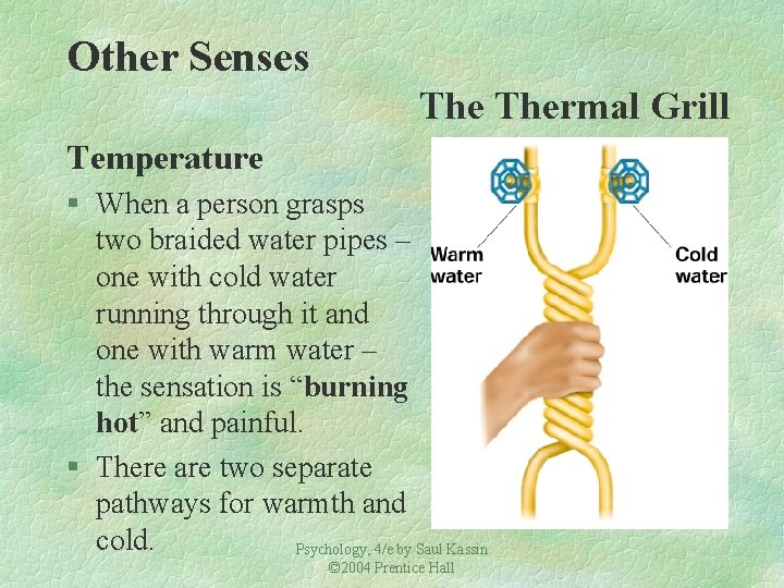 Other Senses Thermal Grill Temperature § When a person grasps two braided water pipes Other Senses Thermal Grill Temperature § When a person grasps two braided water pipes