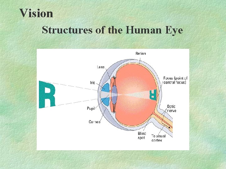 Vision Structures of the Human Eye Vision Structures of the Human Eye