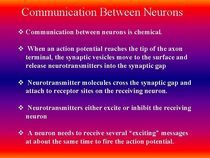 Communication Between Neurons v Communication between neurons is chemical. v When an action potential