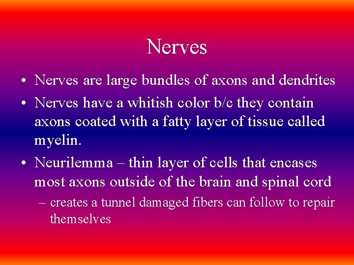 Nerves • Nerves are large bundles of axons and dendrites • Nerves have a